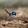 Modroplastnik nadherny - Malurus cyaneus - Superb Fairywren o4133